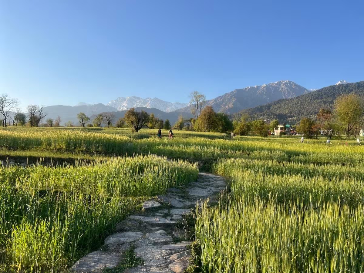 Life at the Homestead