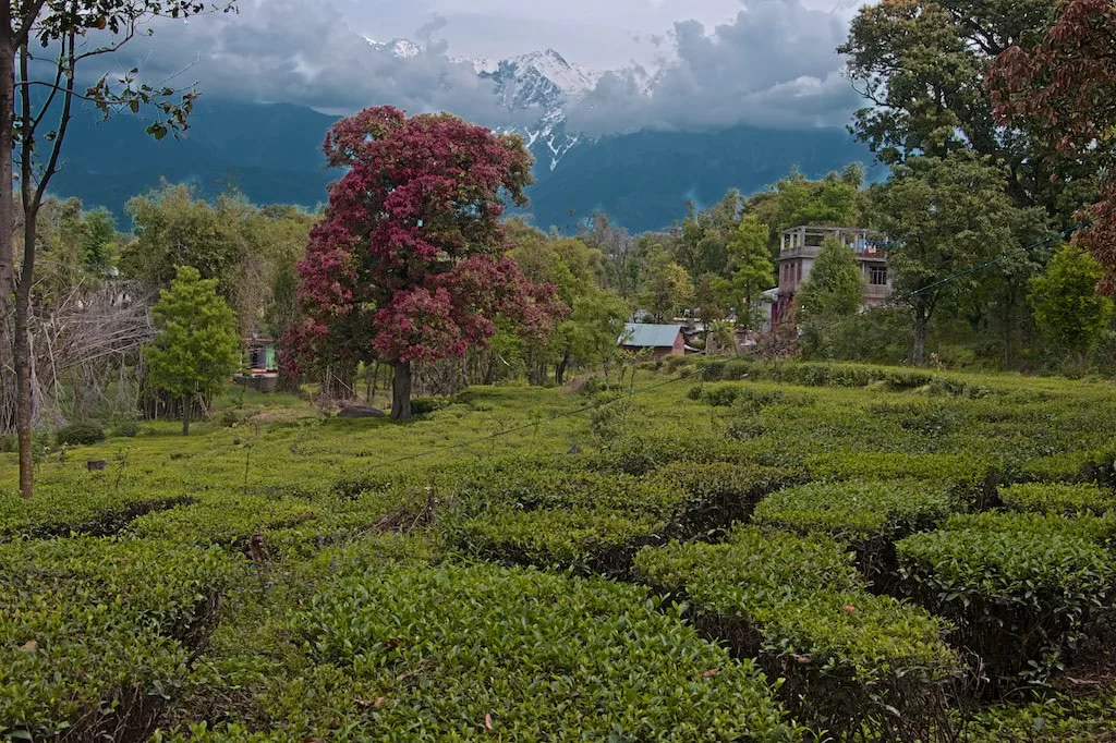 Tea gardens nearby